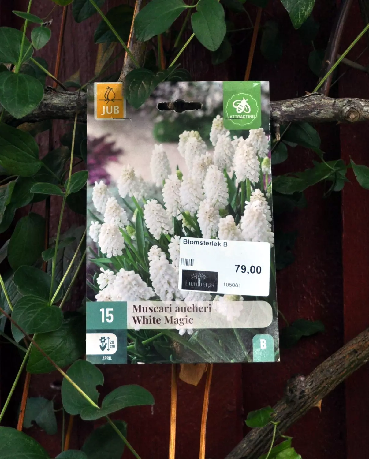 Muscari aucheri White Magic 15 stk.