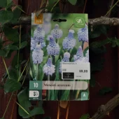 Muscari azureum 10 stk.