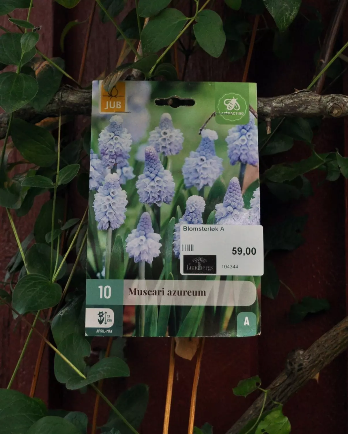 Muscari azureum 10 stk.