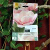 Tulipa Tabledance 7 stk.