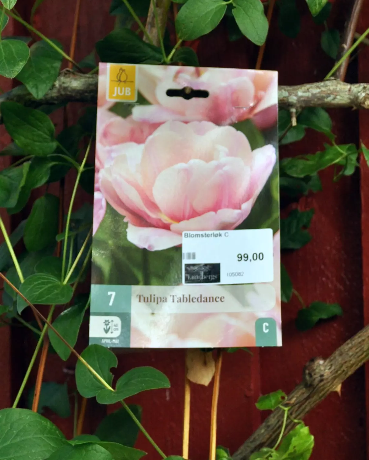 Tulipa Tabledance 7 stk.