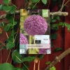 Allium Ambassador 1 stk.