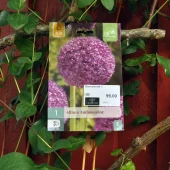 Allium Ambassador 1 stk.