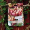 Tulipa Wyndham 7 stk.