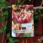 Tulipa Wyndham 7 stk.