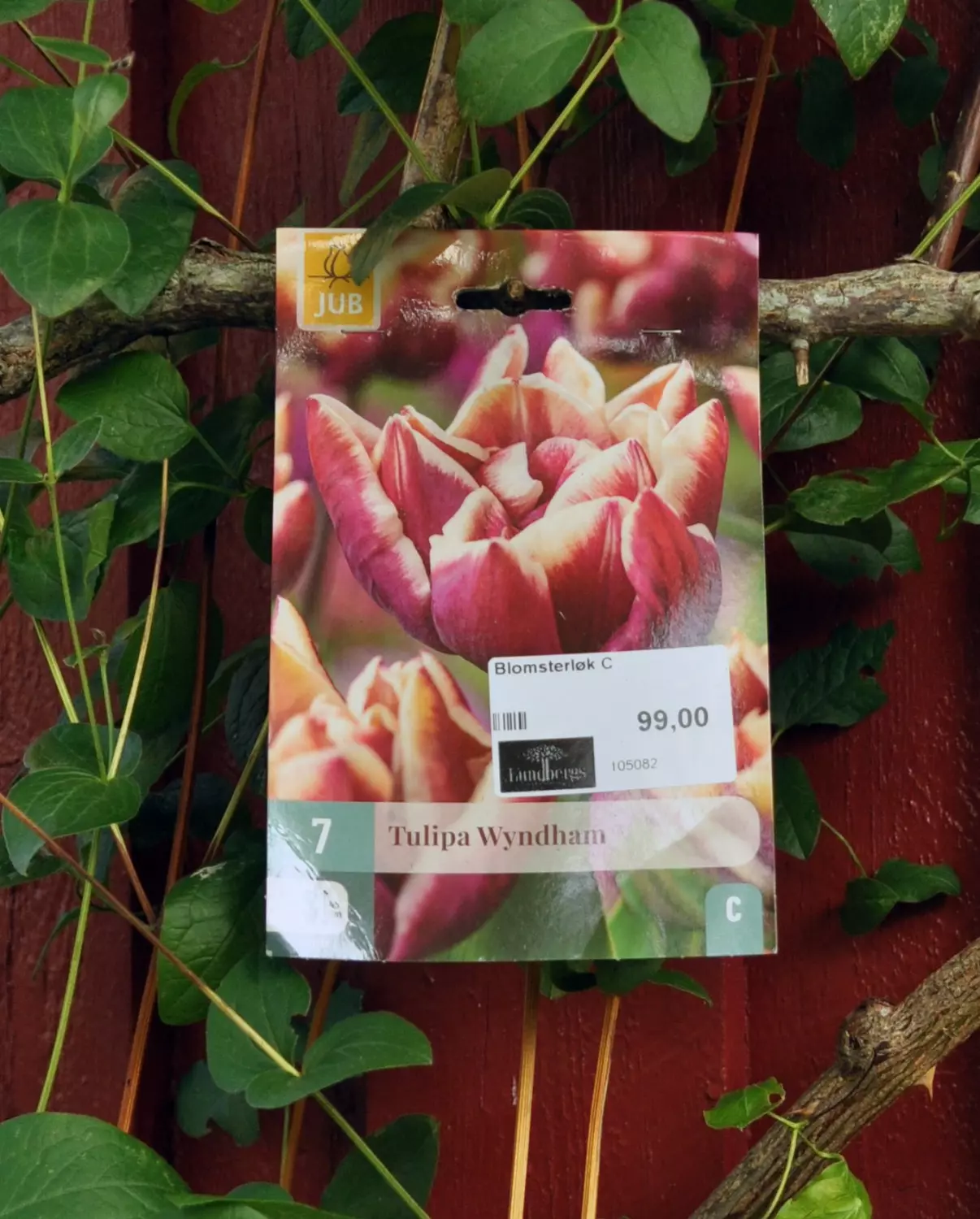 Tulipa Wyndham 7 stk.