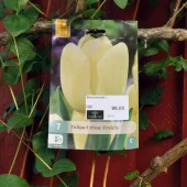 Tulipa Creme Fraiche 7 stk.