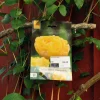 Tulipa Yellow Pomponette 7 stk.