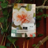Narcissus Replete 5 stk.