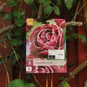 Tulipa Dream Touch 5 stk.