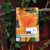 Tulipa Daydream 7 stk.
