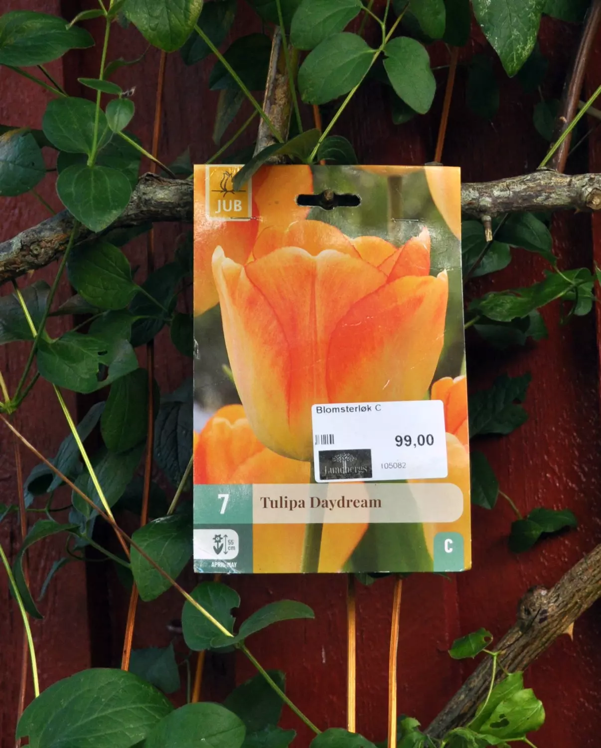 Tulipa Daydream 7 stk.