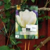 Tulipa Mondial 7 stk.