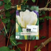 Tulipa Mondial 7 stk.
