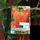 Tulipa Jimmy 7 stk.