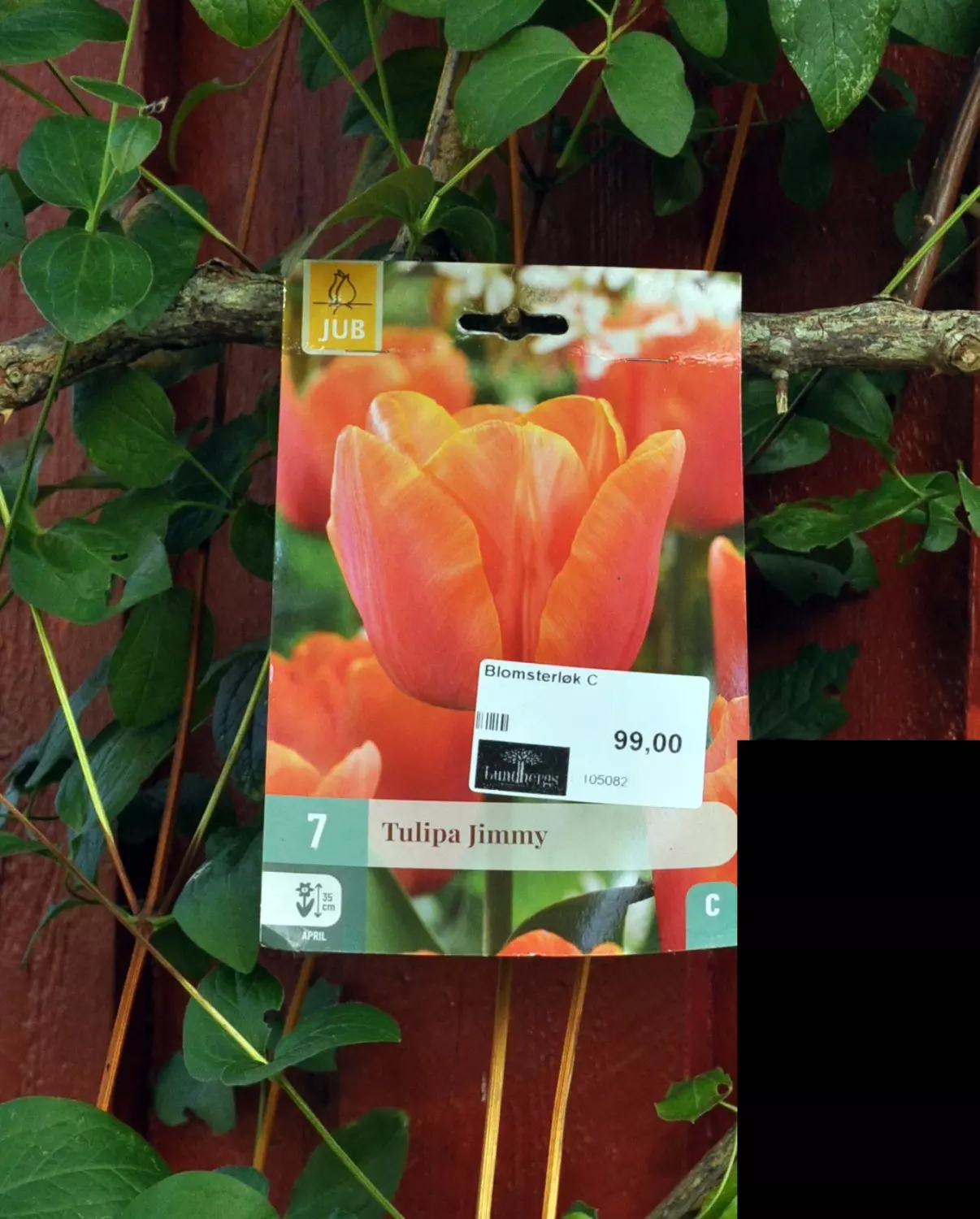 Tulipa Jimmy 7 stk.