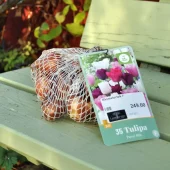 Tulipa Pastel Mix 35 stk.