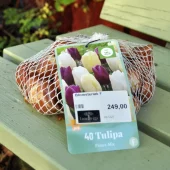 Tulipa Prince Mix 40 stk.