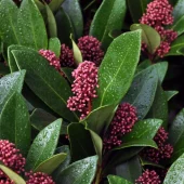Skimmia j. 'Rubella' 2L