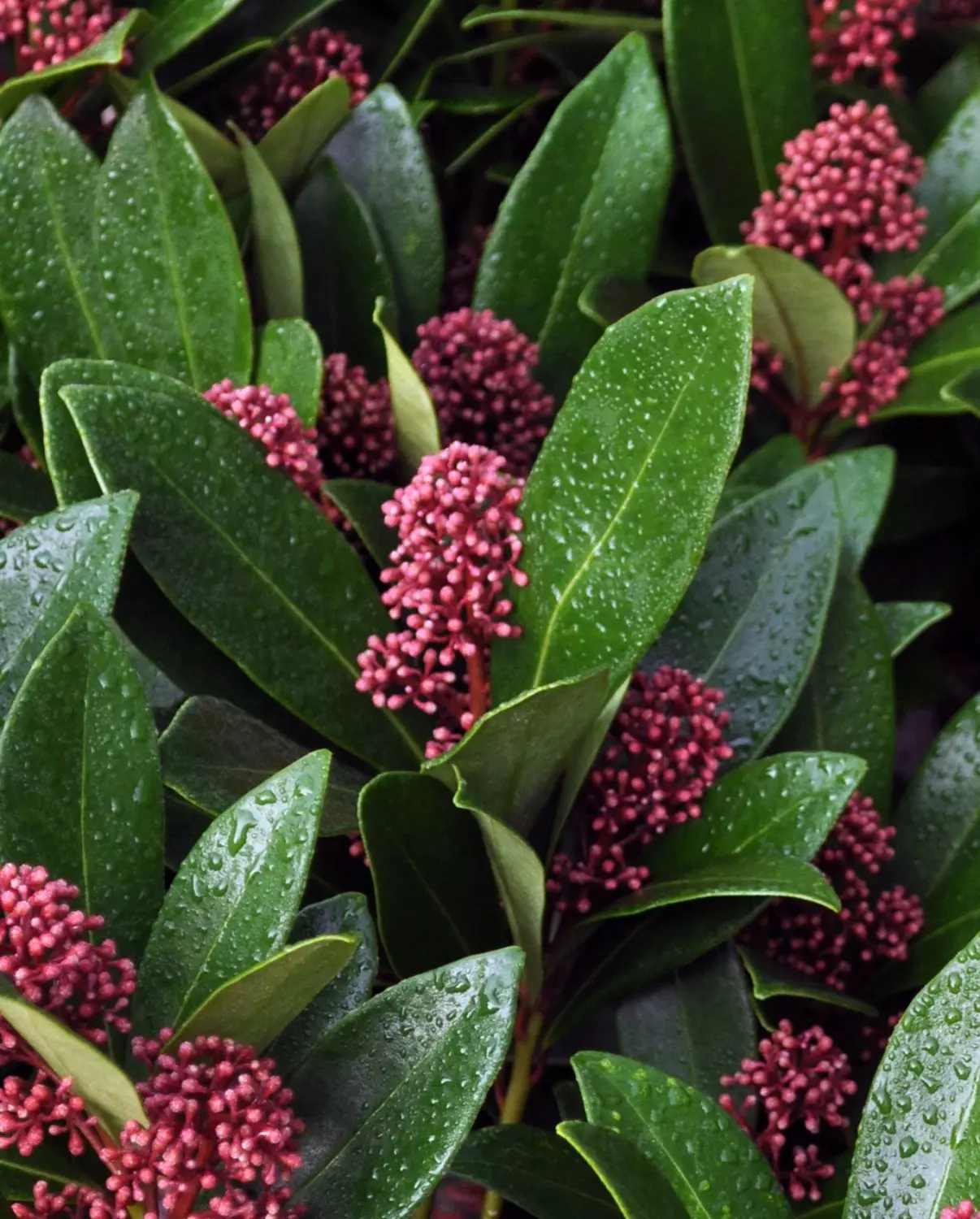 Skimmia j. 'Rubella' 2L