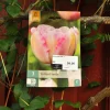 Tulipa Finola 7 stk.