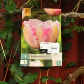 Tulipa Finola 7 stk.