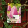 Tulipa Purple Pride 7 stk.