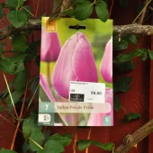 Tulipa Purple Pride 7 stk.