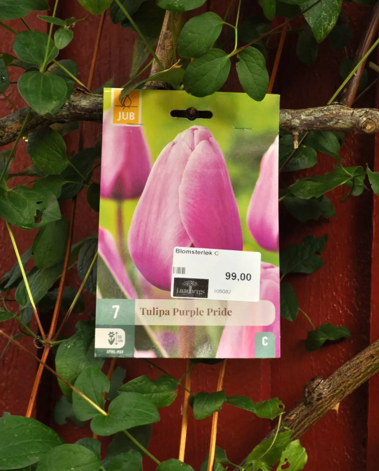 Tulipa Purple Pride 7 stk.