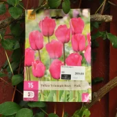 Tulipa Triumph Roze Pink 15 stk.