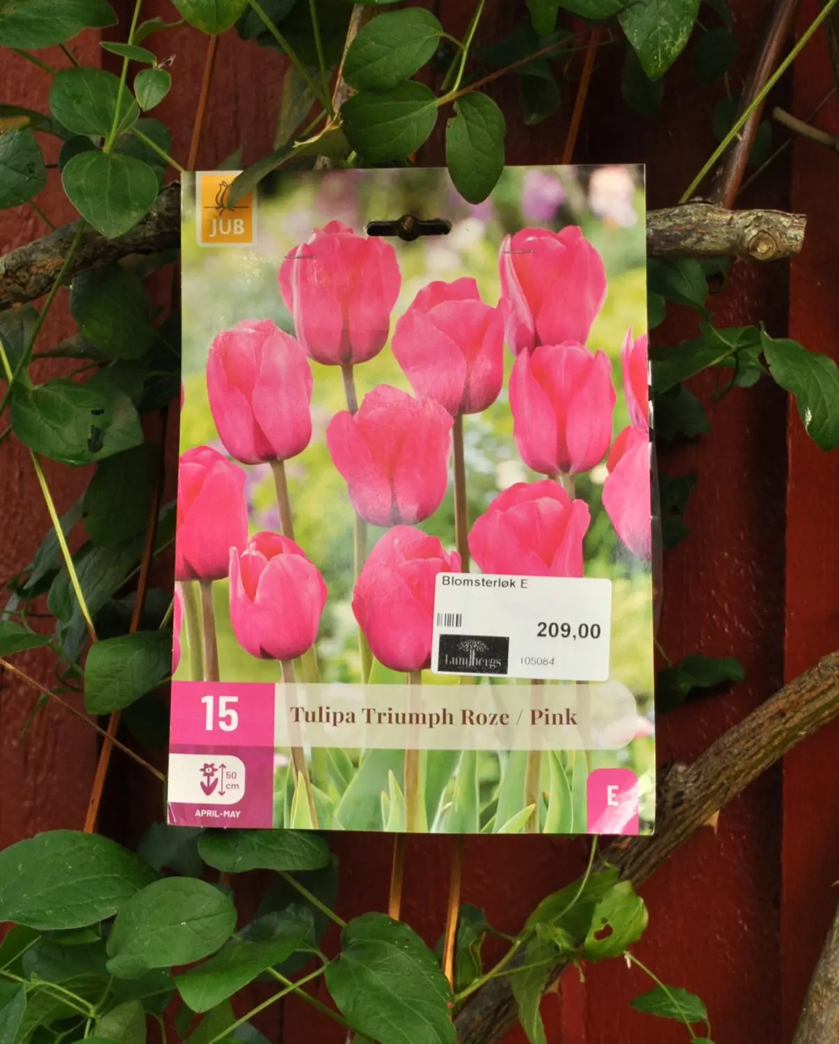 Tulipa Triumph Roze Pink 15 stk.