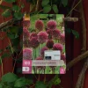 Allium sphaerocephalon 100 stk.