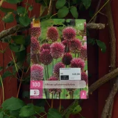 Allium sphaerocephalon 100 stk.
