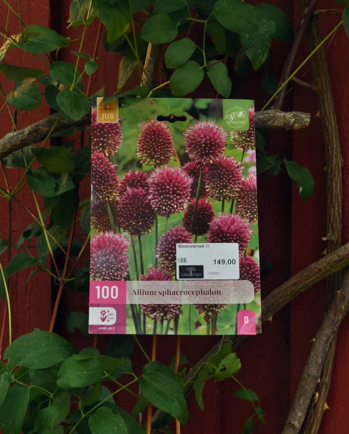 Allium sphaerocephalon 100 stk.