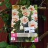 Narcissus Replete 10 stk.