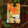 Tulipa Moonblush 7 stk.