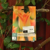 Tulipa Moonblush 7 stk.