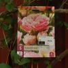 Tulipa Dreamer 5 stk.