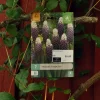 Muscari Grape Ice 7 stk.