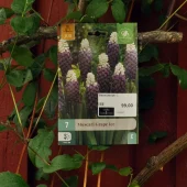 Muscari Grape Ice 7 stk.