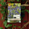 Muscari armeniacum 20 stk.