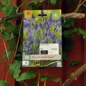 Muscari armeniacum 20 stk.
