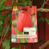 Tulipa Red Impression 7 stk.