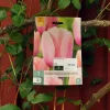 Tulipa Salmon Impression 7 stk.