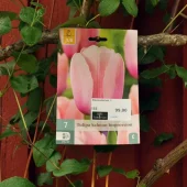 Tulipa Salmon Impression 7 stk.