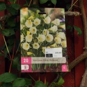 Narcissus White Petticoat 20 stk.