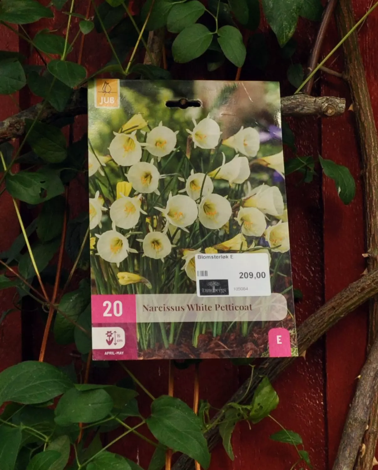 Narcissus White Petticoat 20 stk.