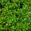 Buxus sempervirens 25-30 C2