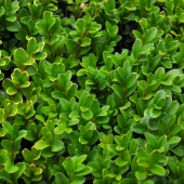 Buxus sempervirens 25-30 C2