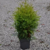 Thuja occidentalis 'Golden Globe*